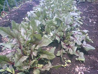 サラダほうれん草