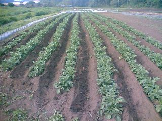 じゃがいも中耕