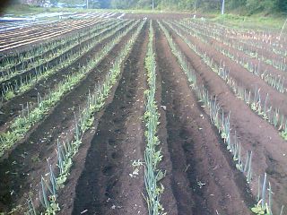 下仁田ネギ中耕