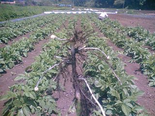 じゃがいも間引き